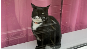 Lost Pet: Oreo