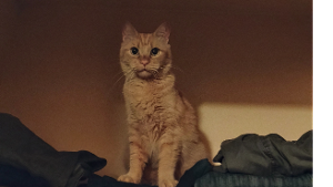 Lost Pet: Bébé