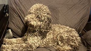 Lost Pet: Karmyn