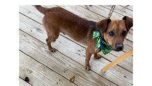 Lost Pet: Charlie Brown Keppard