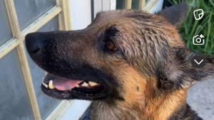 Lost Pet: Maximus Reyes