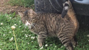 Lost Pet: Nutter butter