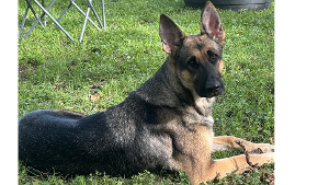 Lost Pet: Trixie Gonzalez