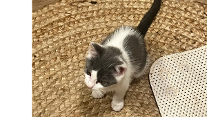 Lost Pet: Isabella Garcia