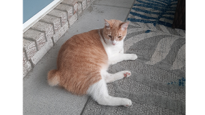 Lost Pet: Finnigan McMillan