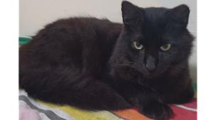 Lost Pet: Ebony