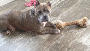 Lost Pet: Phillip lip Gallagher