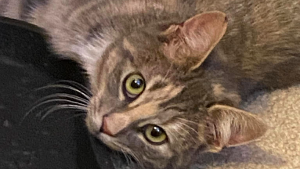 Lost Pet: Juno Segeda