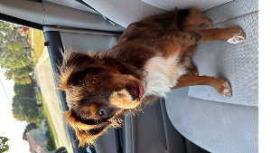 Lost Pet: Maximus Royal