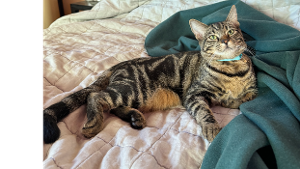 Lost Pet: Manny (Manolo)