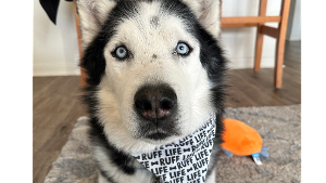 Lost Pet: Lucky Eugene