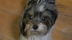 Lost Pet: Casper Prince