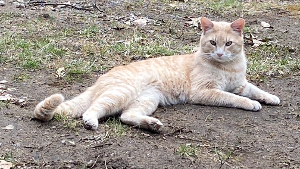 Lost Pet: Wesley James Eldridge