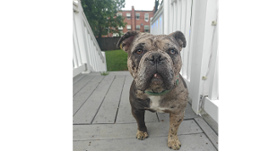 Lost Pet: Jelly Bean