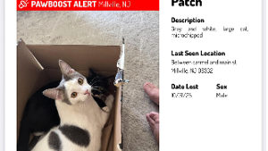 Lost Pet: Patch