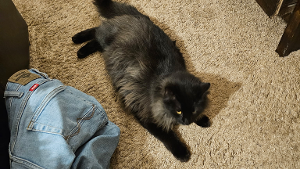 Lost Pet: Smokey