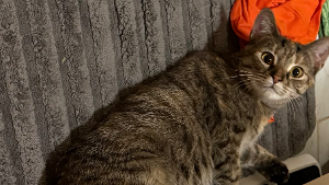 Lost Pet: Broccoli Ice Cream