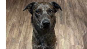 Lost Pet: Biff Atlas