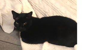 Lost Pet: Salem
