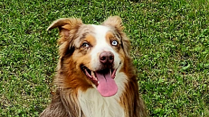 Lost Pet: Duke Martinez