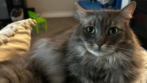 Lost Pet: Zelda Booth