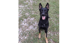 Lost Pet: Hustle z Tammik 