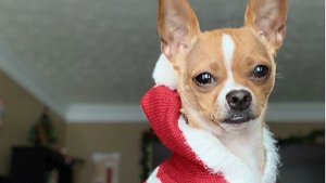 Lost Pet: Pumpkin Damita Jo Jackson