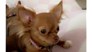 Lost Pet: Kahlua Belle