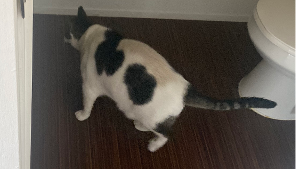 Lost Pet: Mr.Worldwide