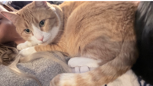 Lost Pet: Oliver Catato