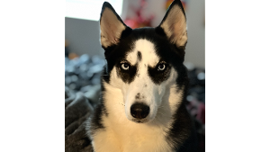 Lost Pet: Willow Mina