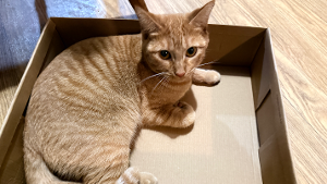 Lost Pet: Ginger