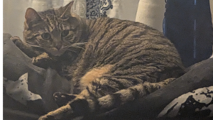 Lost Pet: Halloween (Purple Harness)