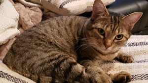 Lost Pet: Princess Sprinkles