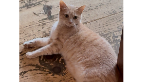 Lost Pet: Okay Kitty