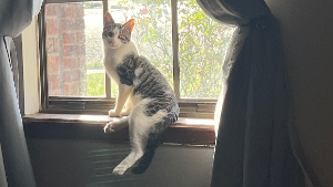 Lost Pet: Nipsey Hissle