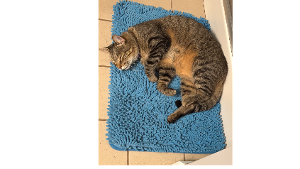 Lost Pet: Sir Admiral Vincent Bo Jackson