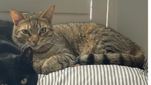 Lost Pet: French Fry 