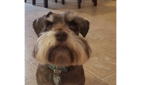 Lost Pet: Trevor Vaughn