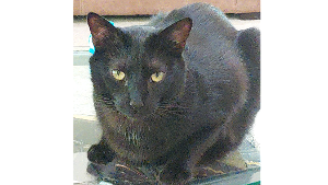 Lost Pet: Makizushi Cernunnos Shoemake