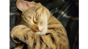 Lost Pet: Whippy Bird (Birdie)