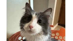 Lost Pet: Amren Mermaid