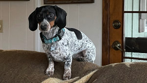 Lost Pet: Cupid Birdie Goodman