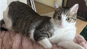 Lost Pet: Mr. President