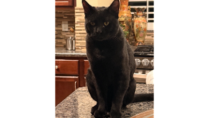 Lost Pet: Panther