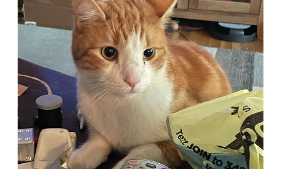 Lost Pet: CALVIN KLEIN Tolliver