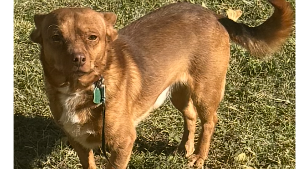 Lost Pet: Charlie Brown