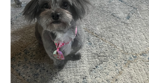 Lost Pet: The Reverend Leonidas D. Puppington