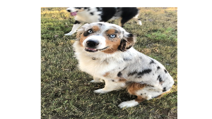 Lost Pet: Scooter Rae