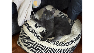 Lost Pet: Smokey